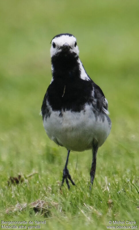 White Wagtail (yarrellii)adult