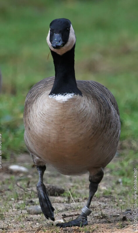 Canada Gooseadult