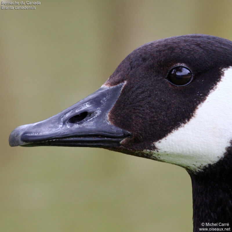 Canada Goose