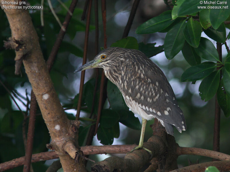 Black-crowned Night Heronjuvenile