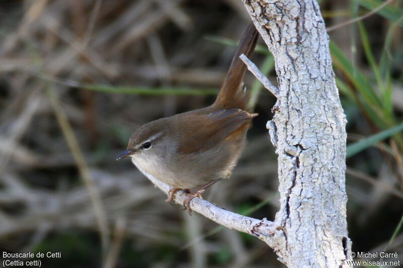 Bouscarle de Cettiadulte, identification, portrait