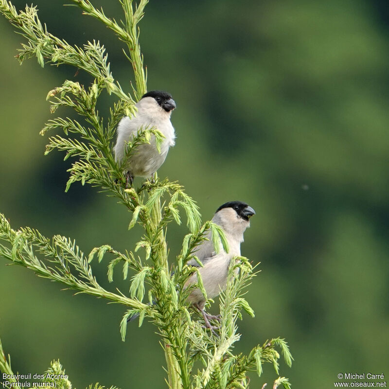 Azores Bullfinchadult