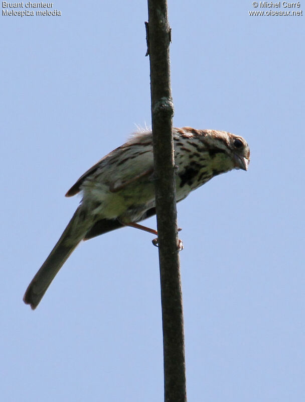 Song Sparrowadult