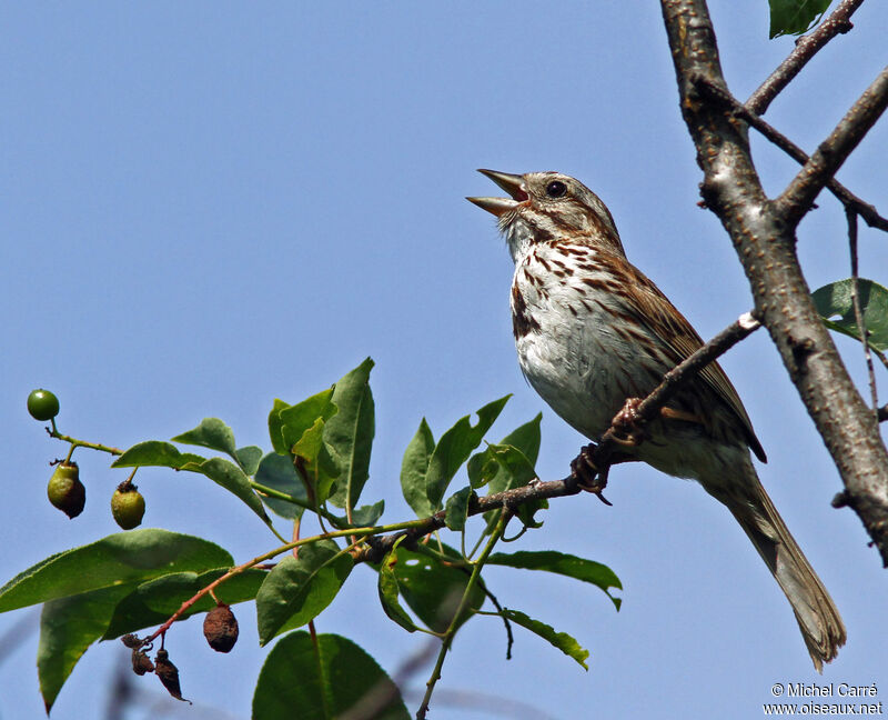 Song Sparrow