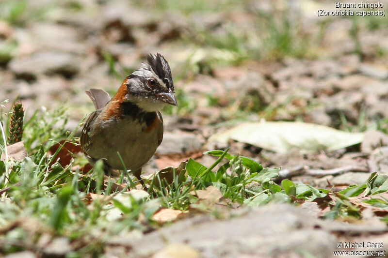 Rufous-collared Sparrowadult