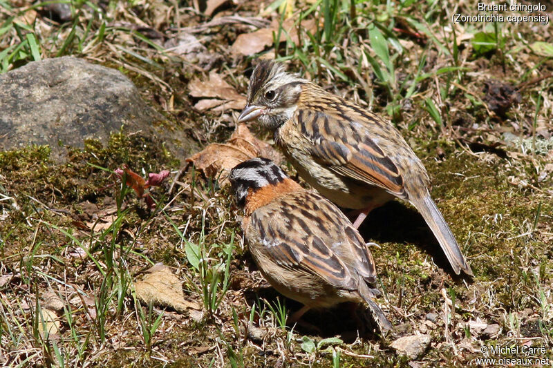 Rufous-collared Sparrow