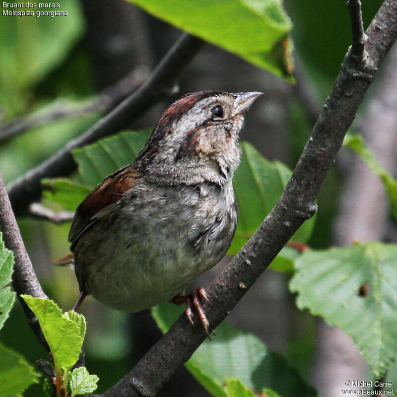 Swamp Sparrowadult