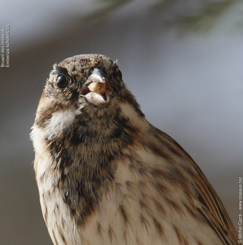 Common Reed Bunting male adult post breeding