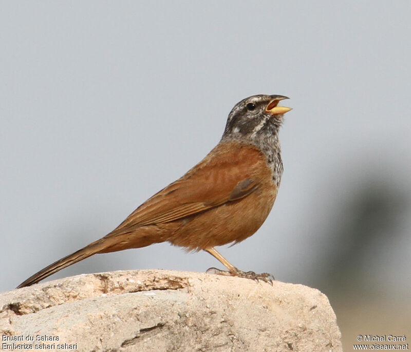 Bruant du Sahara mâle adulte nuptial, chant