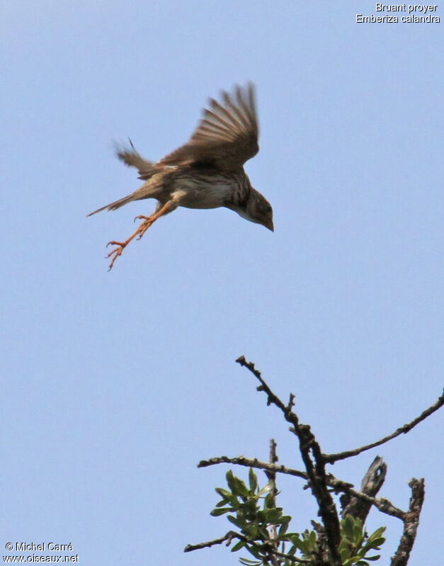 Corn Bunting, Flight