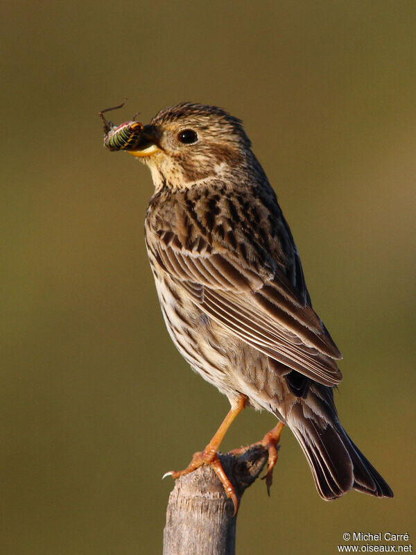 Corn Buntingadult, feeding habits