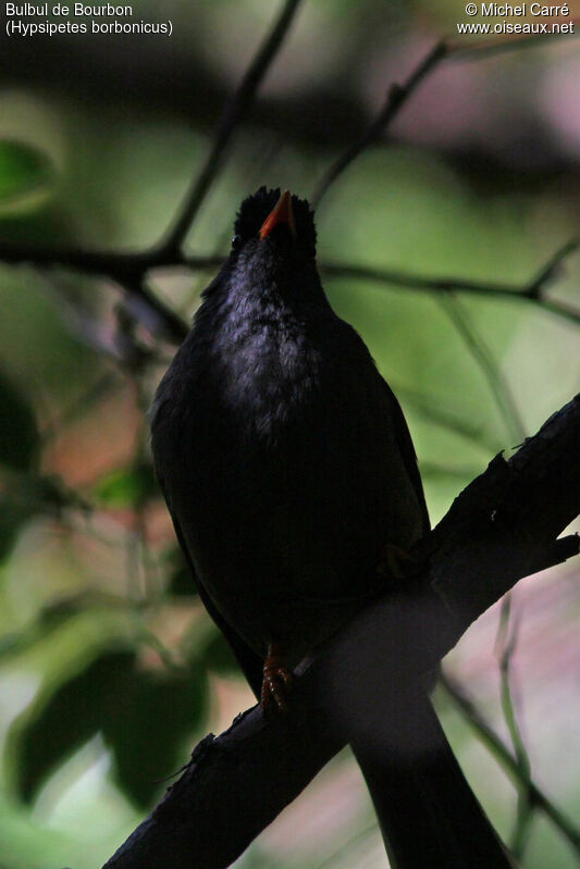 Bulbul de Bourbon