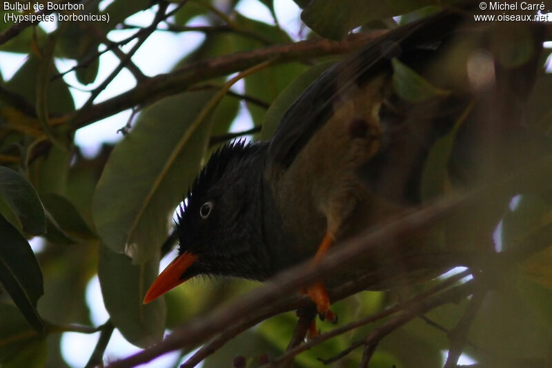 Bulbul de Bourbon