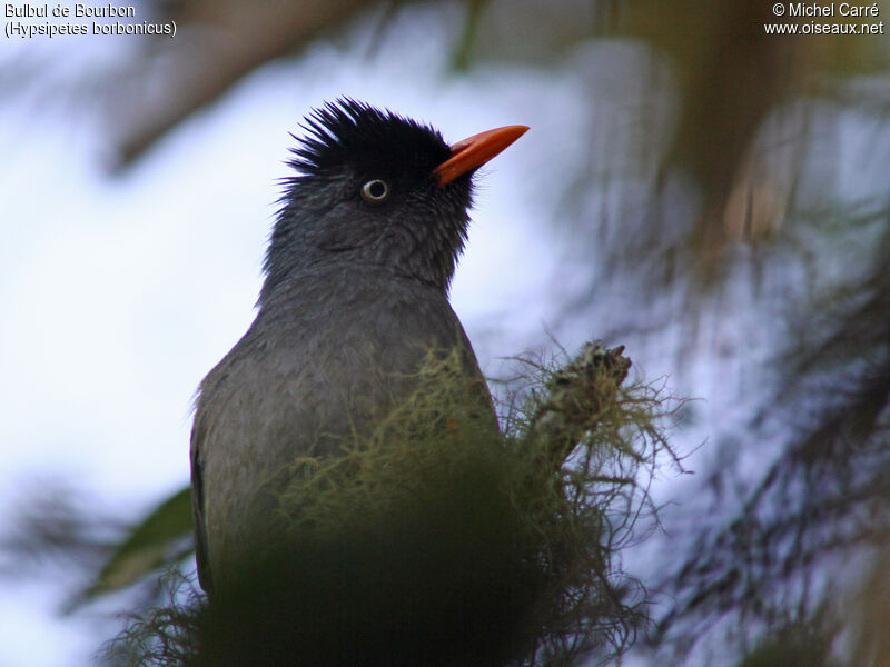 Reunion Bulbul