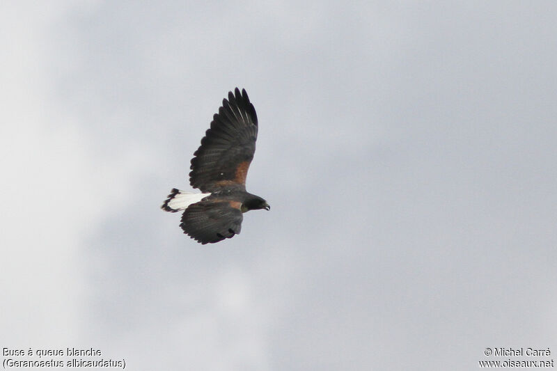 White-tailed Hawkadult