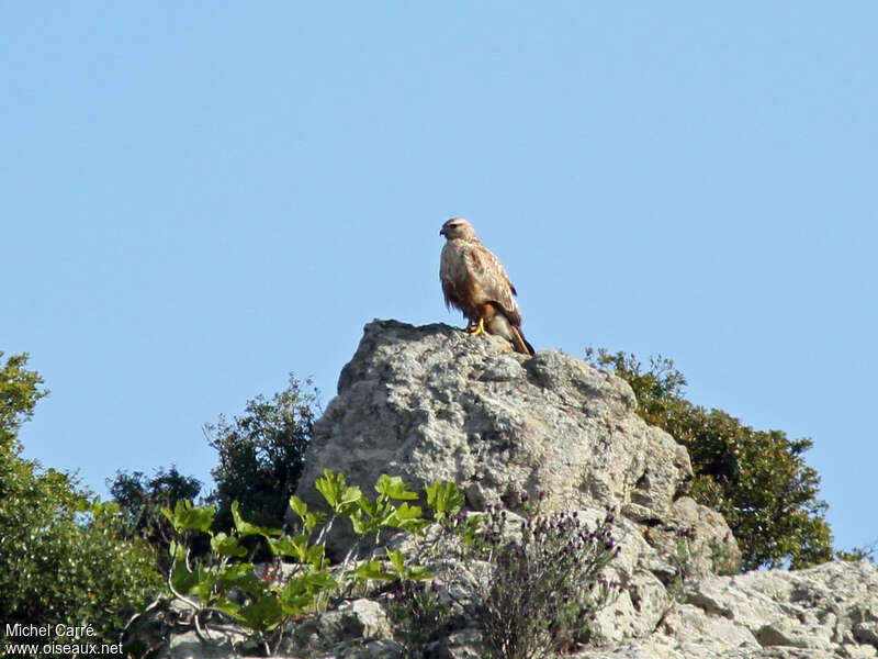 Buse féroceadulte, habitat