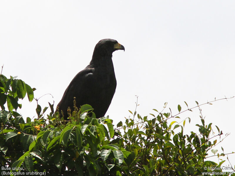 Great Black Hawkadult