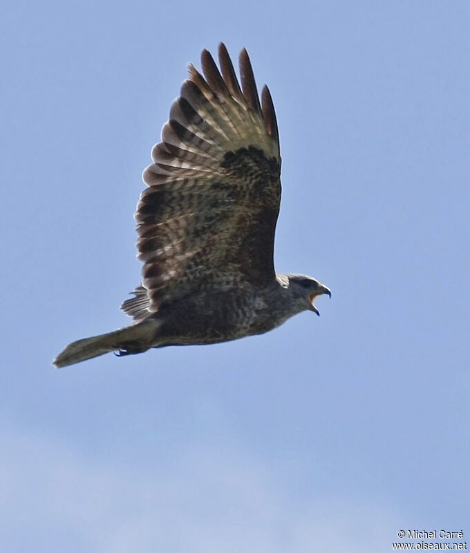 Common Buzzardadult, Flight