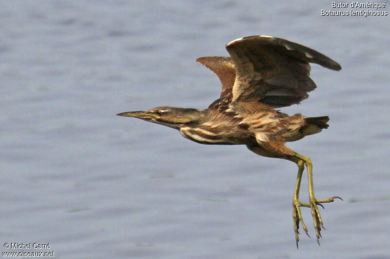 American Bittern, Flight