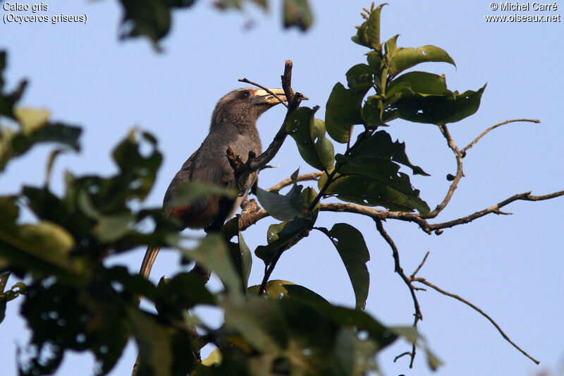 Calao gris femelle adulte, identification