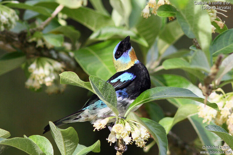 Golden-hooded Tanageradult