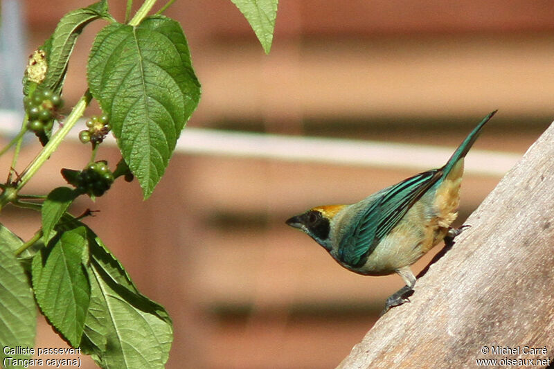 Burnished-buff Tanager male adult