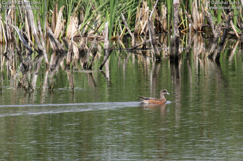 Canard à front blanc