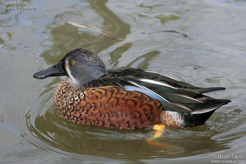 Canard bridé mâle adulte