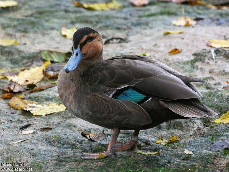 Canard des Philippinesadulte, identification