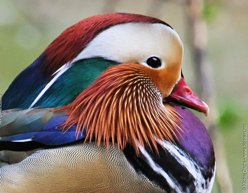 Canard mandarin mâle adulte nuptial