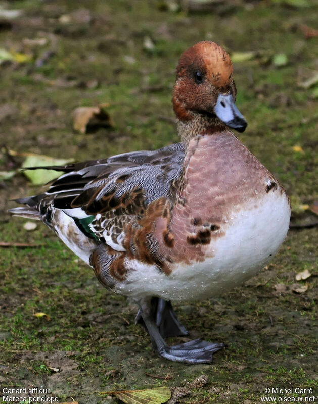 Canard siffleur mâle adulte internuptial, identification