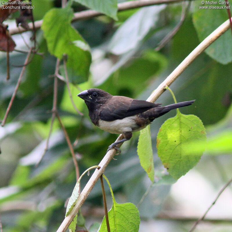 White-rumped Muniaadult