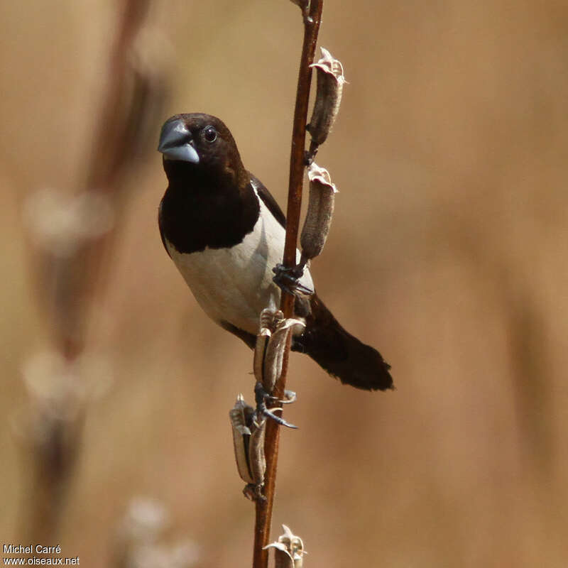 Capucin dominoadulte, identification