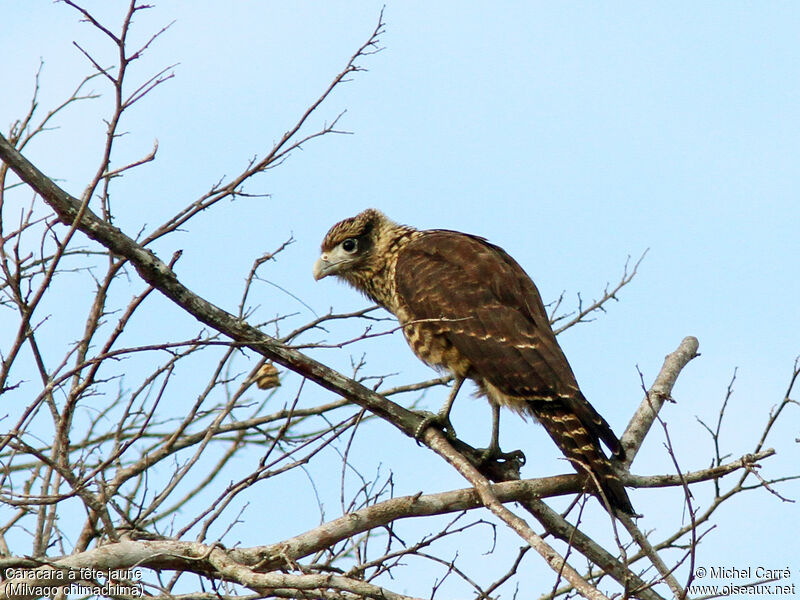 Caracara à tête jaunejuvénile