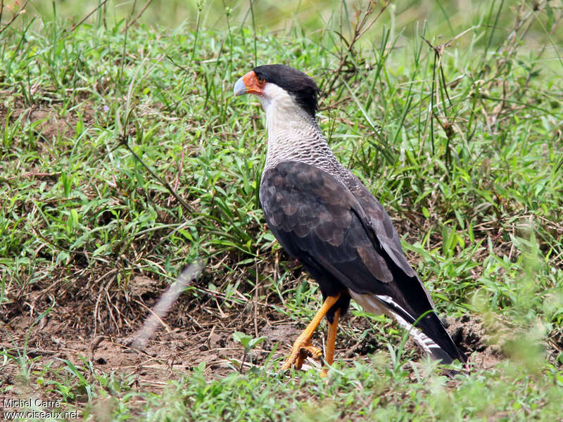 Caracara du Nordadulte, identification