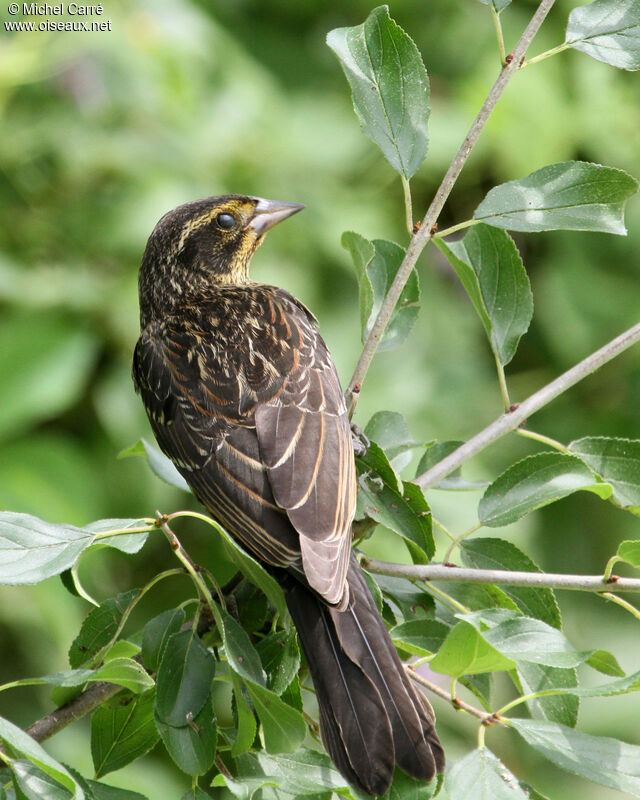 Red-winged Blackbird female adult