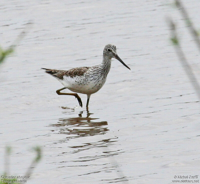 Common Greenshank