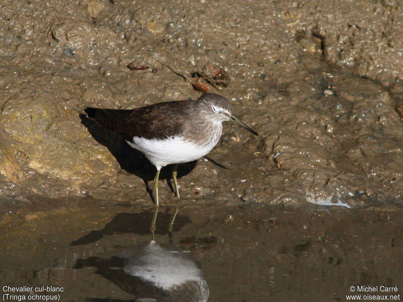 Green Sandpiper