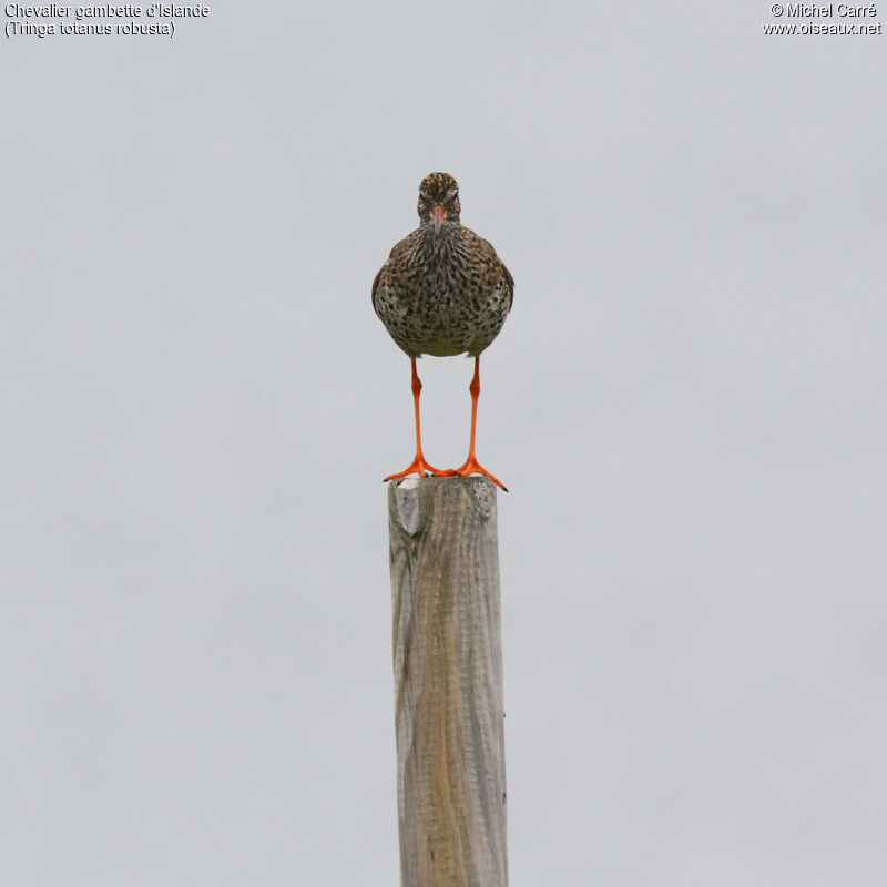 Common Redshank (robusta)adult breeding