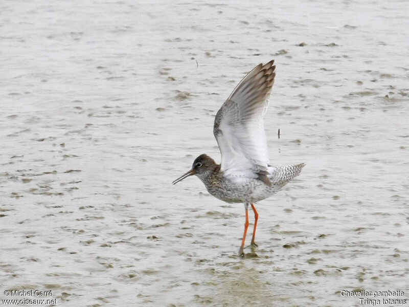 Common Redshank