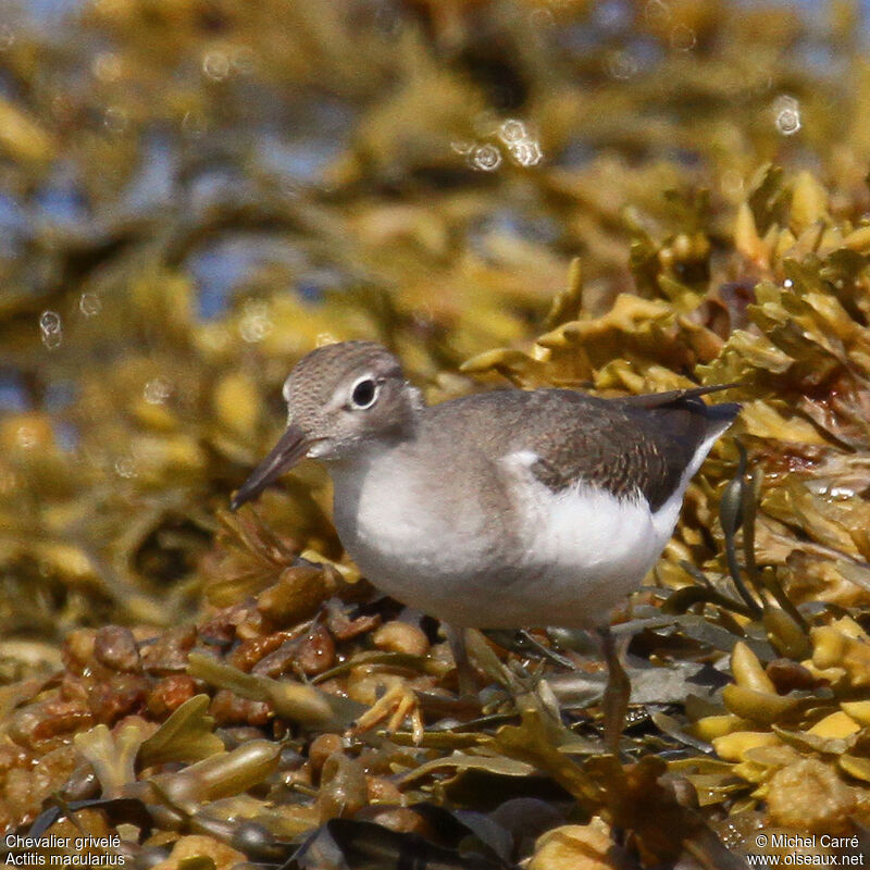 Chevalier griveléjuvénile, identification