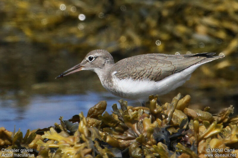 Chevalier griveléjuvénile, identification