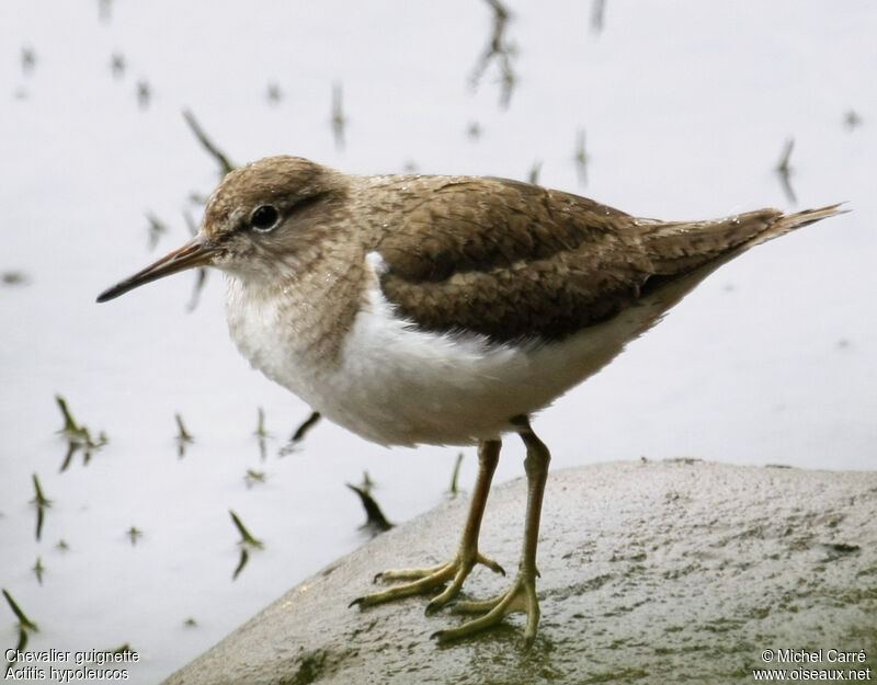 Common Sandpiper