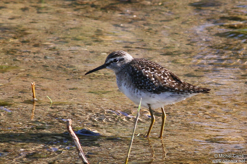 Wood Sandpiperadult breeding