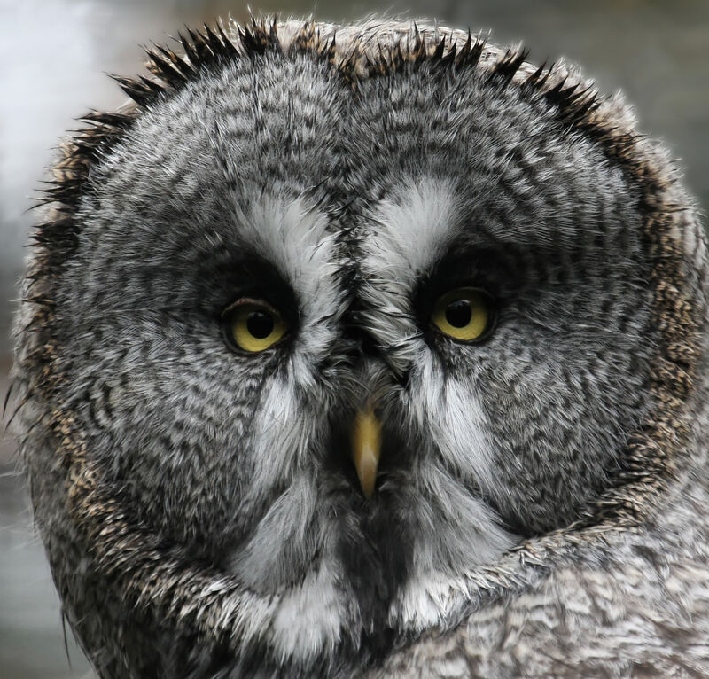 Great Grey Owladult