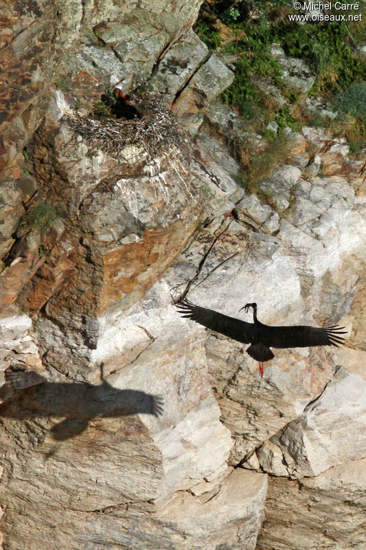 Cigogne noire adulte, Nidification