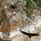 Cigogne noire