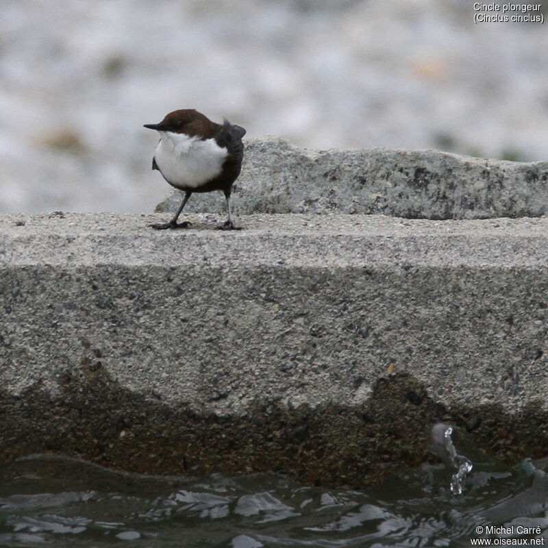 White-throated Dipper