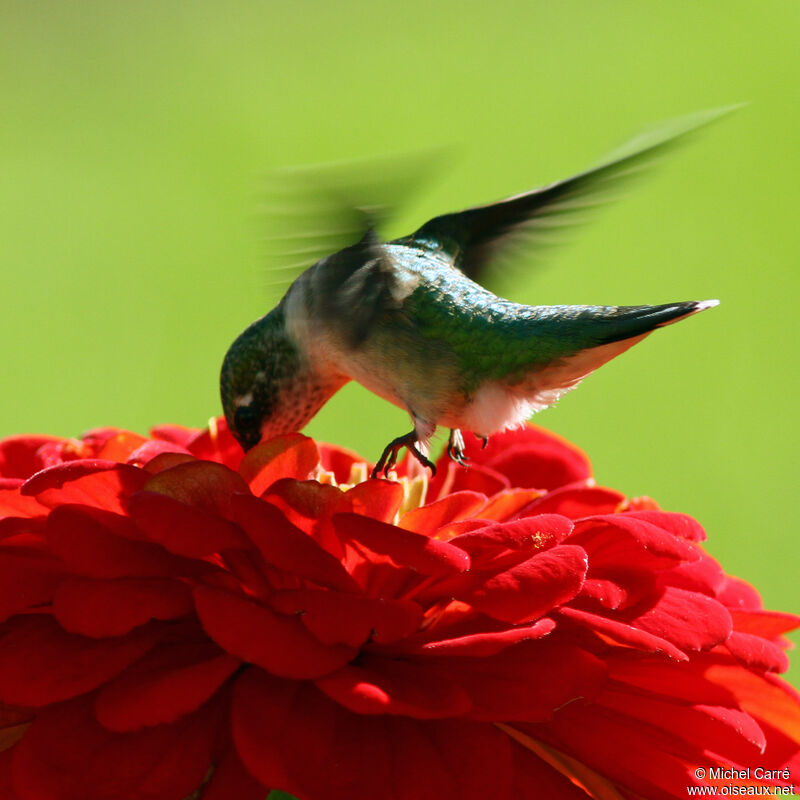 Colibri à gorge rubis femelle adulte