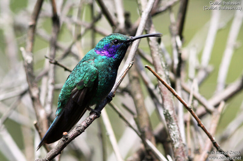 Colibri thalassin mâle adulte